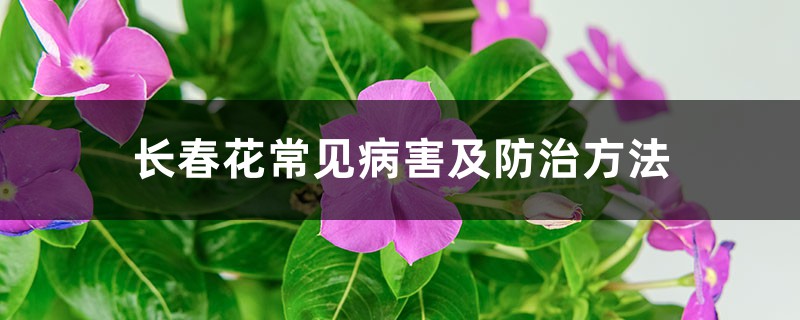 长春花常见病害及防治方法 长春花常见病害及防治方法