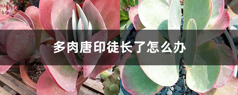 多肉唐印徒长了怎么办,怎么预防徒长 多肉唐印徒长了怎么办,怎么预防徒长