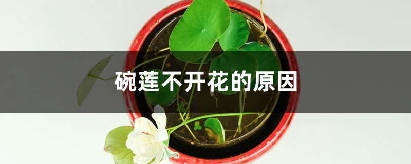 碗莲不开花的原因 碗莲不开花的原因