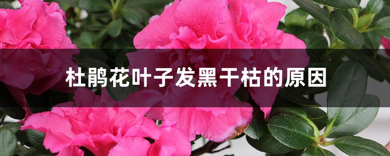 杜鹃花叶子发黑干枯的原因 杜鹃花叶子发黑干枯的原因