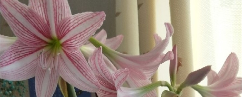 朱顶红不开花怎么办,为什么不开花 朱顶红不开花怎么办,为什么不开花