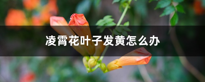 凌霄花叶子发黄怎么办 凌霄花叶子发黄怎么办
