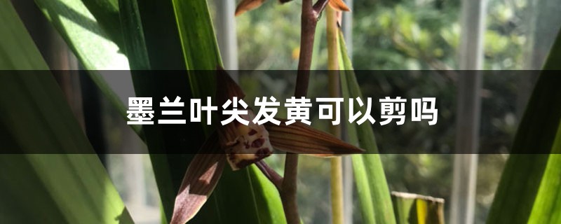 墨兰叶尖发黄可以剪吗 墨兰叶尖发黄可以剪吗