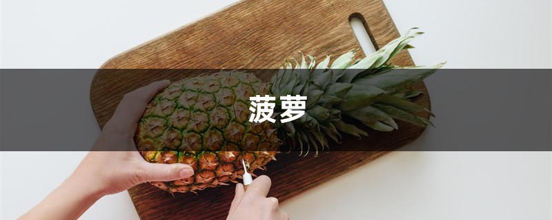 吃完菠萝皮别扔,沤肥没异味,花吃了疯长叶子绿油油! 吃完菠萝皮别扔,沤肥没异味,花吃了疯长叶子绿油油!