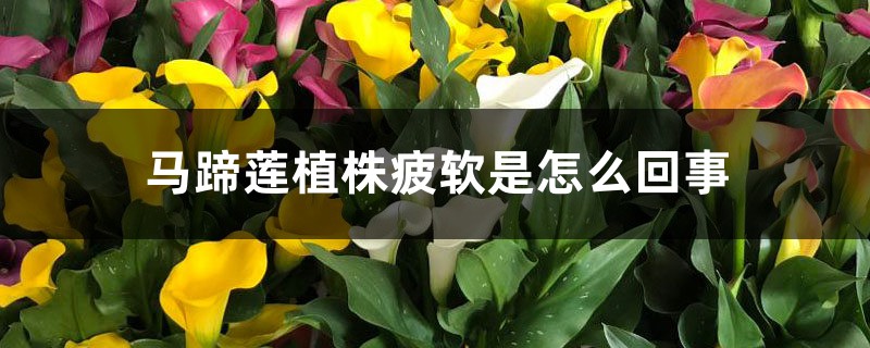 马蹄莲植株疲软是怎么回事 马蹄莲植株疲软是怎么回事