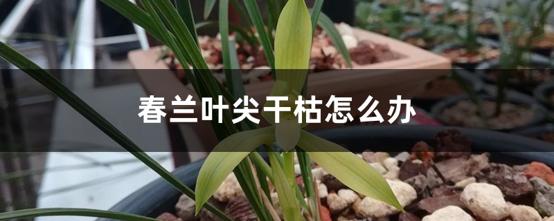 春兰叶尖干枯怎么办 春兰叶尖干枯怎么办