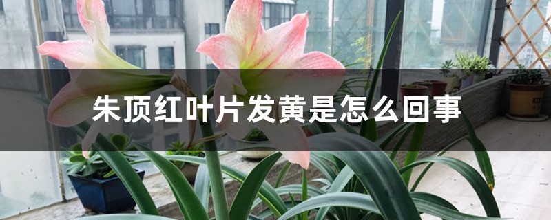 朱顶红叶片发黄是怎么回事 朱顶红叶片发黄是怎么回事