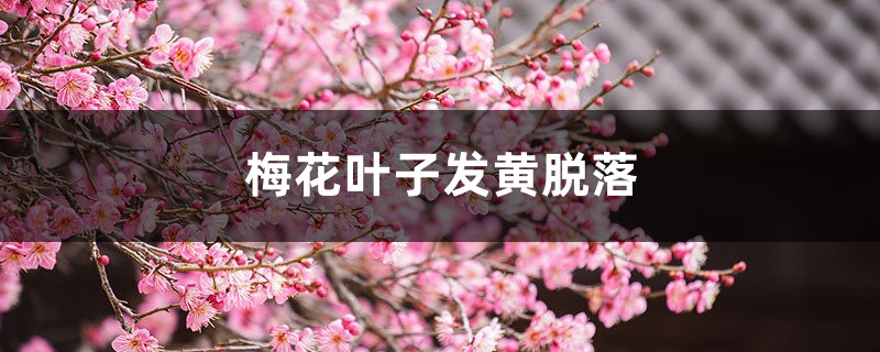梅花叶子发黄脱落,梅花叶子掉光了还能活吗 梅花叶子发黄脱落,梅花叶子掉光了还能活吗