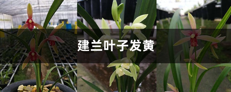 建兰黄叶的原因和处理办法 建兰黄叶的原因和处理办法