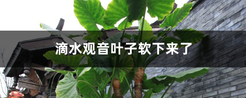 滴水观音叶子软下来了怎么办 滴水观音叶子软下来了怎么办