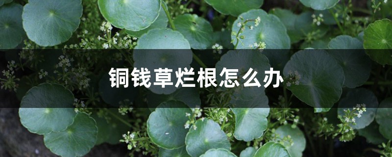 铜钱草烂根怎么办 铜钱草烂根怎么办