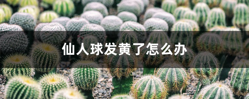 仙人球发黄了怎么办 仙人球发黄了怎么办