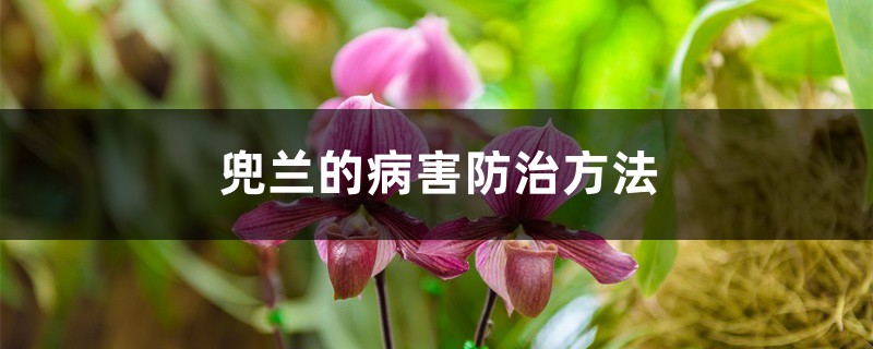 兜兰的病害防治方法 兜兰的病害防治方法