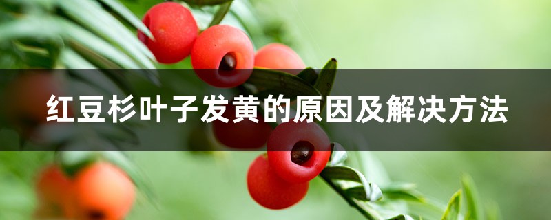 红豆杉叶子发黄的原因及解决方法 红豆杉叶子发黄的原因及解决方法