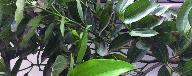 植物叶子边缘焦枯什么原因,如何处理 植物叶子边缘焦枯什么原因,如何处理