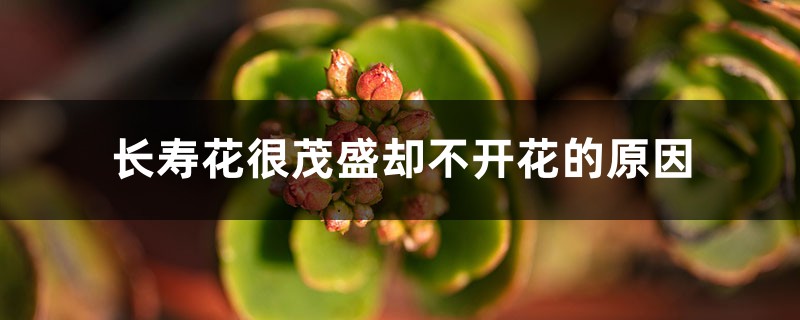 长寿花很茂盛却不开花的原因 长寿花很茂盛却不开花的原因