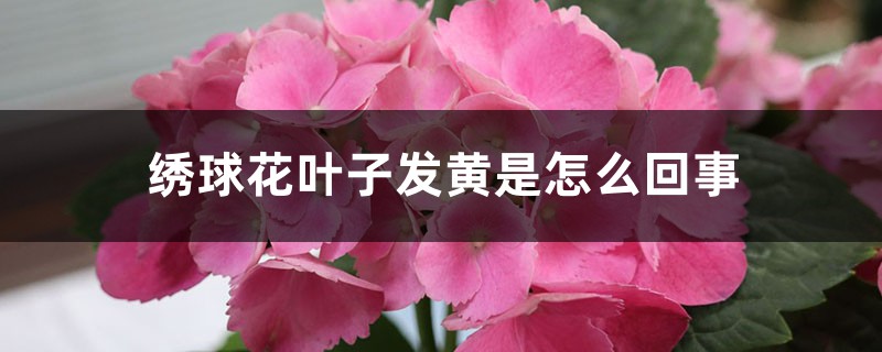 绣球花叶子发黄是怎么回事 绣球花叶子发黄是怎么回事