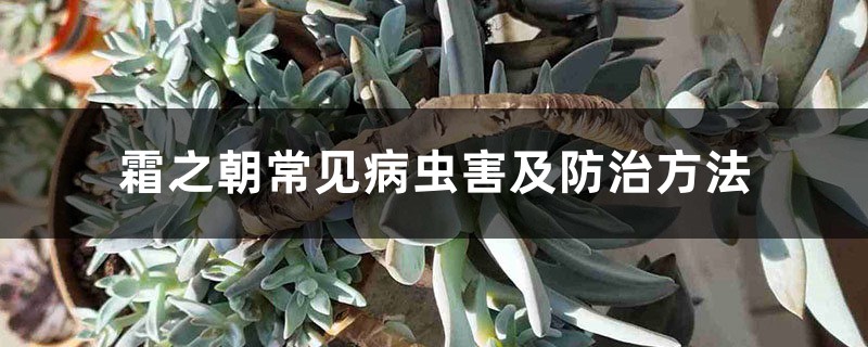 霜之朝常见病虫害及防治方法 霜之朝常见病虫害及防治方法