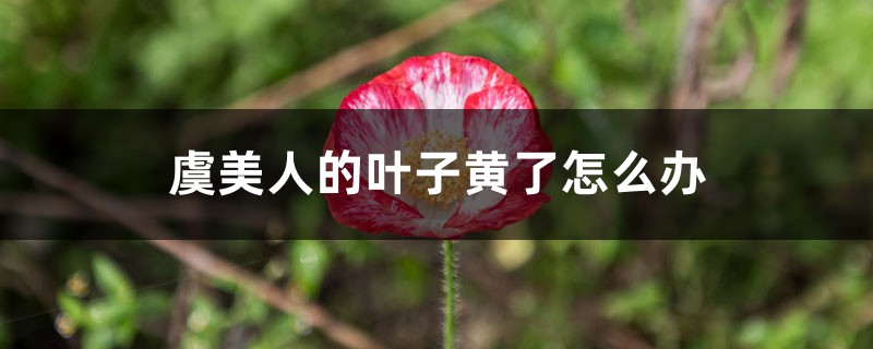 虞美人的叶子黄了怎么办 虞美人的叶子黄了怎么办