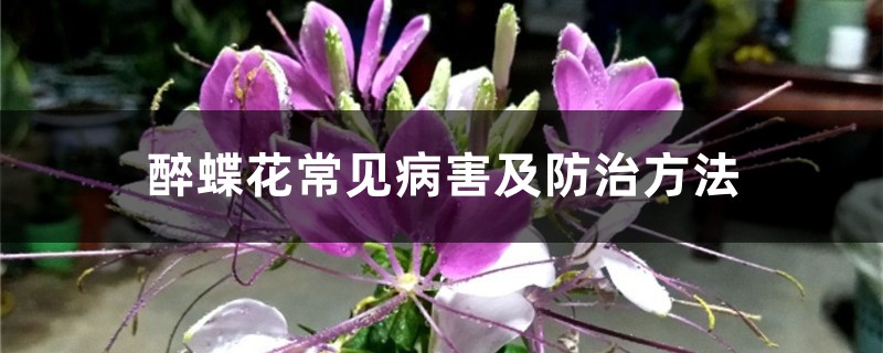 醉蝶花常见病害及防治方法 醉蝶花常见病害及防治方法