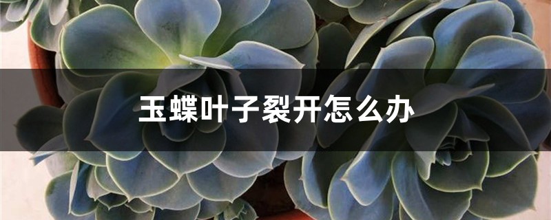 玉蝶叶子裂开怎么办 玉蝶叶子裂开怎么办