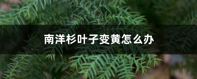 南洋杉叶子变黄怎么办 南洋杉叶子变黄怎么办