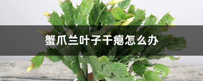 蟹爪兰叶子干瘪怎么办 蟹爪兰叶子干瘪怎么办