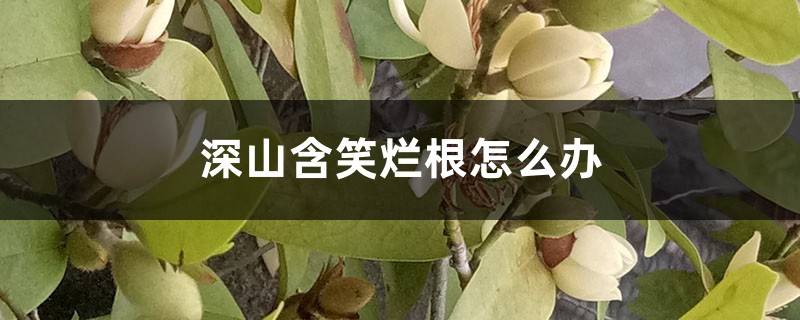 深山含笑烂根怎么办 深山含笑烂根怎么办