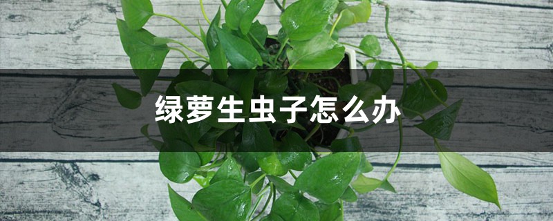 绿萝生虫子怎么办 绿萝生虫子怎么办