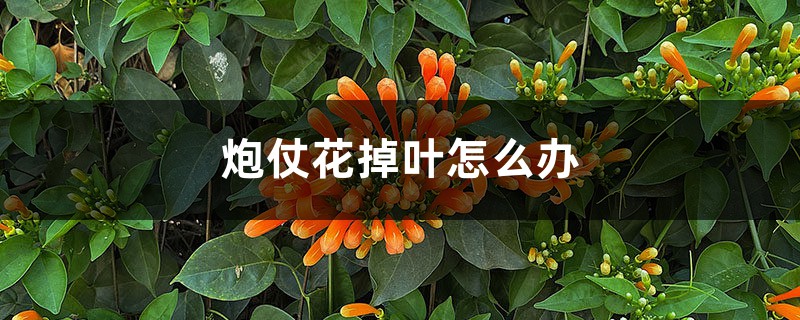 炮仗花掉叶怎么办 炮仗花掉叶怎么办