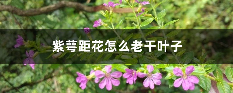 紫萼距花怎么老干叶子 紫萼距花怎么老干叶子