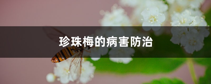 珍珠梅的病害防治 珍珠梅的病害防治