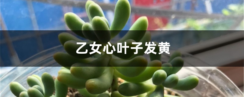 乙女心黄叶的原因和处理办法 乙女心黄叶的原因和处理办法