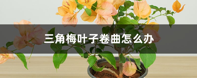 三角梅叶子卷曲怎么办 三角梅叶子卷曲怎么办