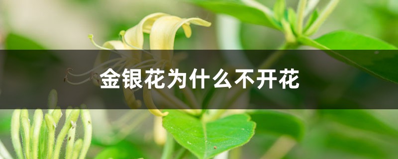 金银花为什么不开花 金银花为什么不开花