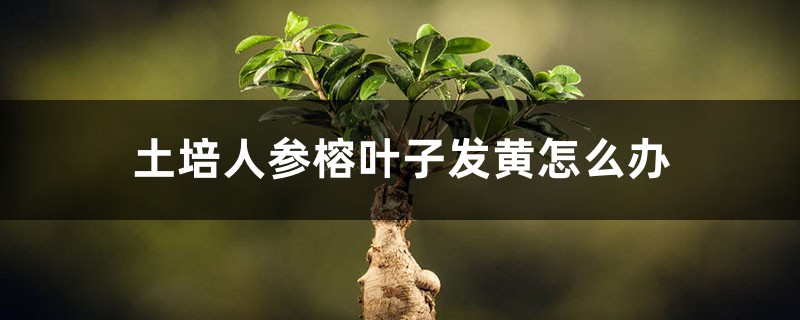土培人参榕叶子发黄怎么办 土培人参榕叶子发黄怎么办