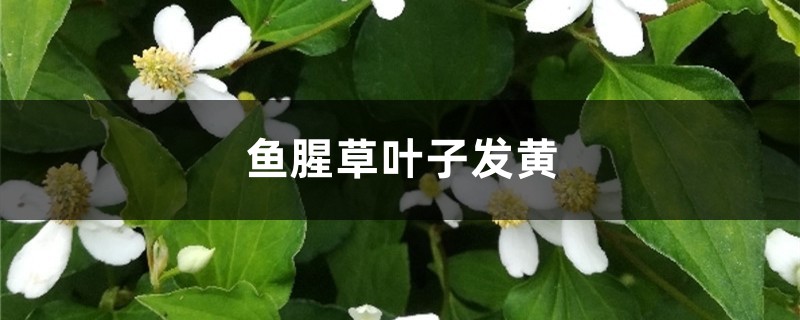 鱼腥草黄叶的原因和处理办法 鱼腥草黄叶的原因和处理办法