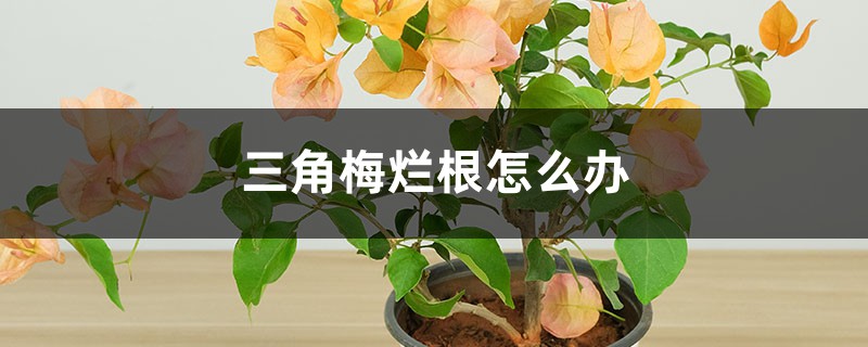 三角梅烂根怎么办 三角梅烂根怎么办