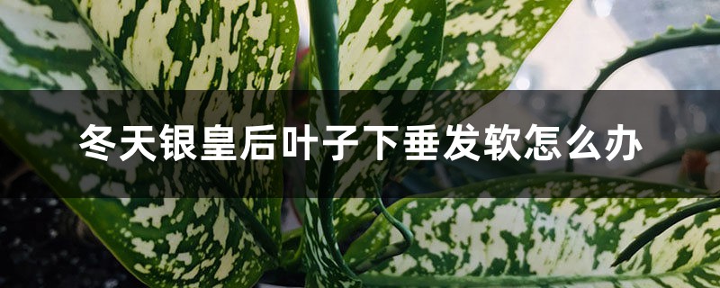 冬天银皇后叶子下垂发软怎么办