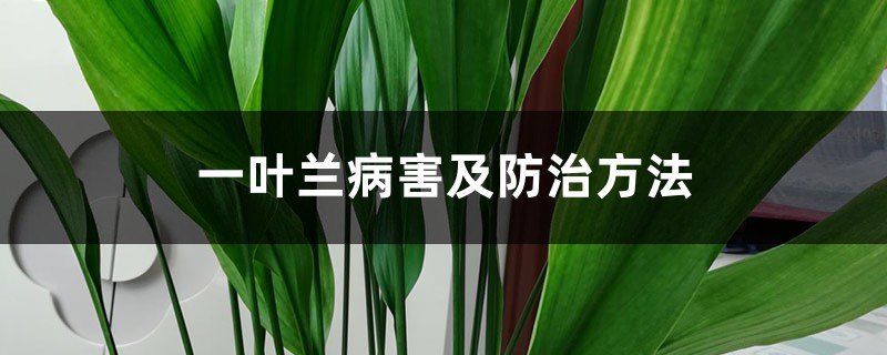 一叶兰病害及防治方法 一叶兰病害及防治方法