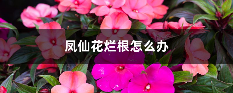 凤仙花烂根怎么办 凤仙花烂根怎么办