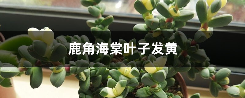 鹿角海棠黄叶的原因和处理办法 鹿角海棠黄叶的原因和处理办法