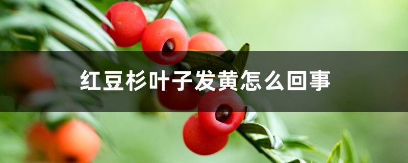红豆杉叶子发黄怎么回事,怎么办 红豆杉叶子发黄怎么回事,怎么办
