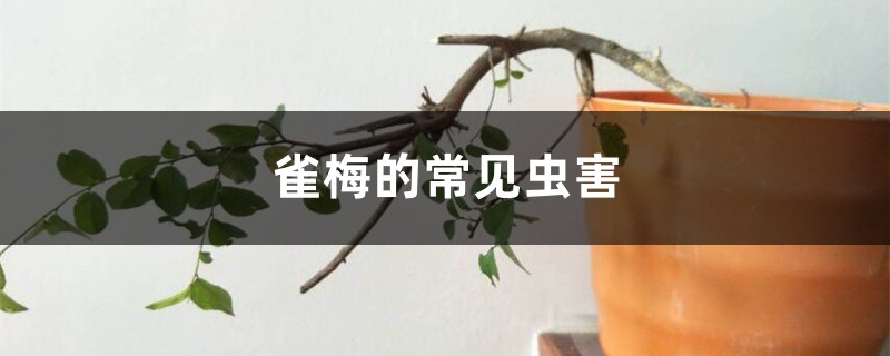 雀梅的常见虫害 雀梅的常见虫害