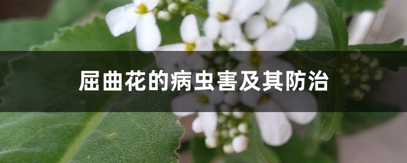屈曲花的病虫害及其防治 屈曲花的病虫害及其防治