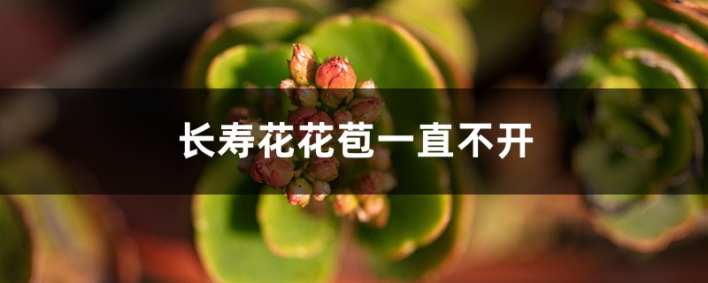 长寿花花苞一直不开怎么解决 长寿花花苞一直不开怎么解决