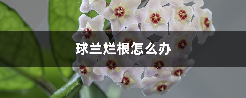 球兰烂根怎么办 球兰烂根怎么办