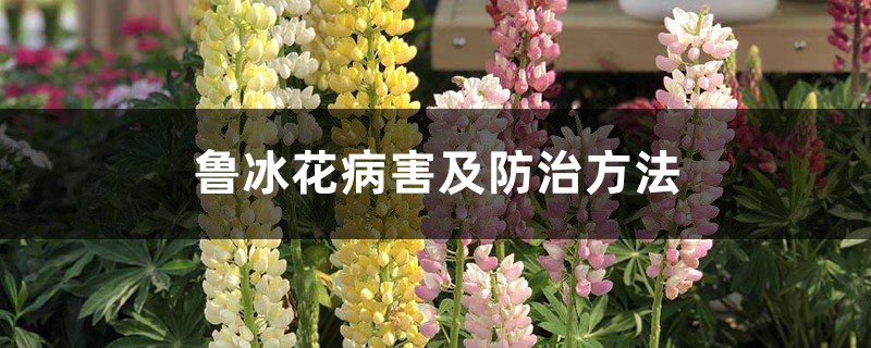 鲁冰花病害及防治方法 鲁冰花病害及防治方法