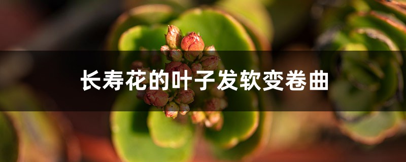 长寿花的叶子发软变卷曲,修剪方法图解 长寿花的叶子发软变卷曲,修剪方法图解