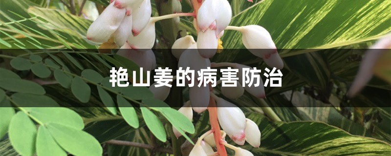 艳山姜的病害防治 艳山姜的病害防治